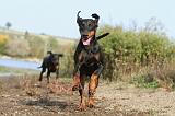 DOBERMANN 483